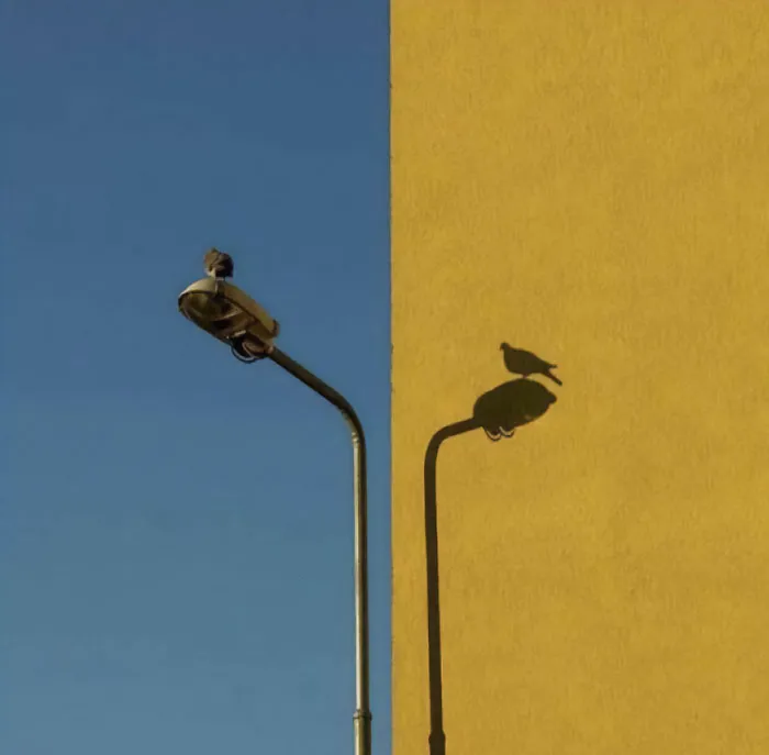 Two Sides One Bird