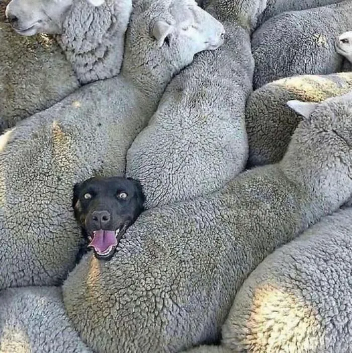 I Am The Wolf Among Sheep