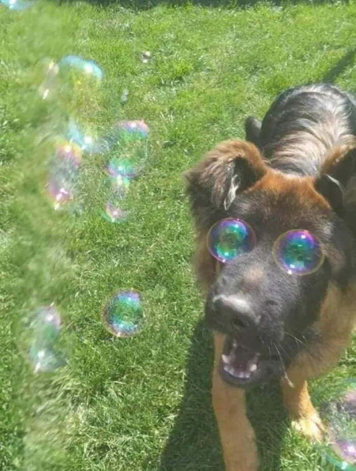 I’m A Good Boy