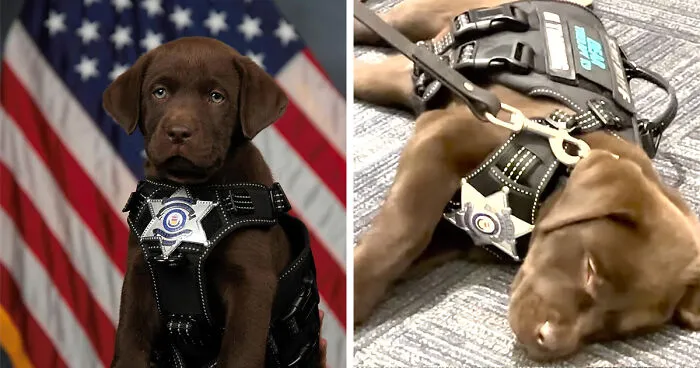 K9 Puppy Melts Hearts By Dozing Off During Swearing-In Ceremony