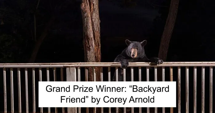 40 Images That Were Selected As Winners And Finalists Of This Year’s Big Picture Photography Contest