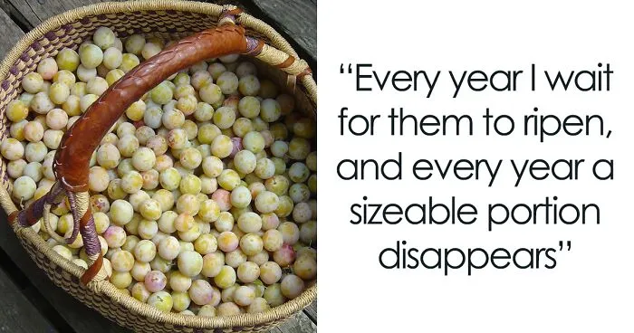 "Neighbor Yelled At Me Because I Harvested My Fruits Before She Could Steal Them"