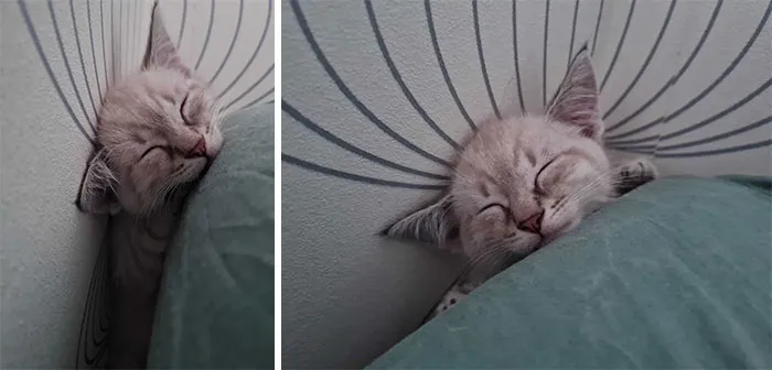 Meet Ollie! 2 Month Old Kitty, That We Adopted Yesterday From The Shelter! He Got Himself Between The Mattress And The Wall And Instantly Fell Asleep. We Love Him Already So Much!