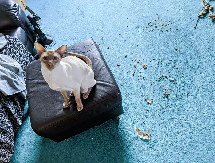 Madre, ha explotado el muffin que dejaste ahí, yo no tuve nada que ver
