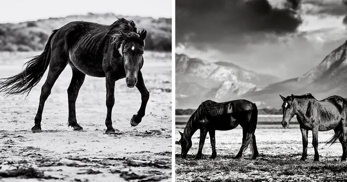 My 30 Black And White Photographs Of South Africa's Majestic Wild Horses