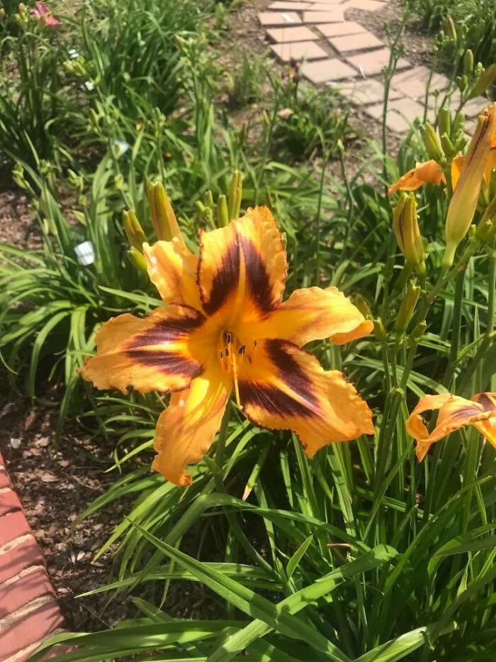 Grandma's Garden