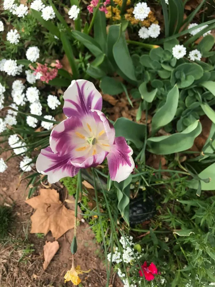Grandma's Garden