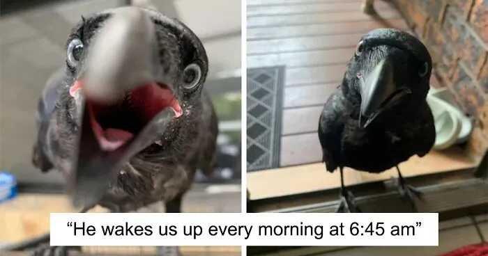 Extraordinary Tale Of A Rescued Baby Raven’s Affectionate Mornings With His New Mom