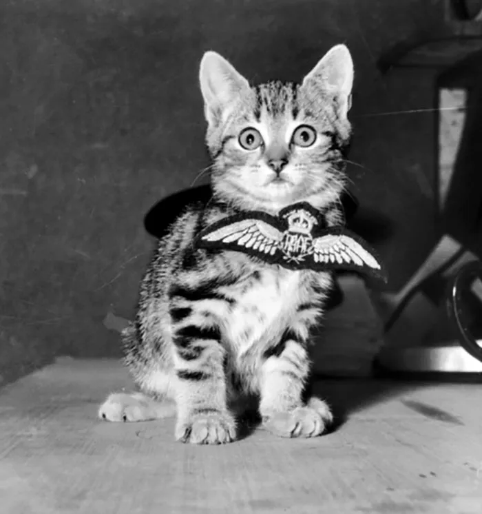 A Cat Called Aircrew. The Mascot Of A Royal Australian Air Force