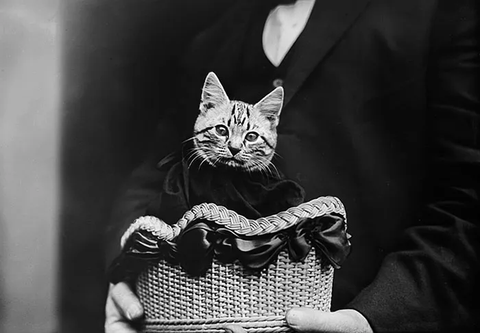 John B. Moissant's Cat