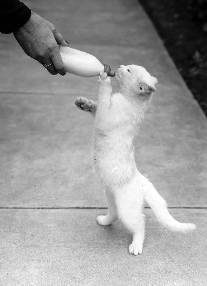 Australia's Most Remarkable Cat, 1940