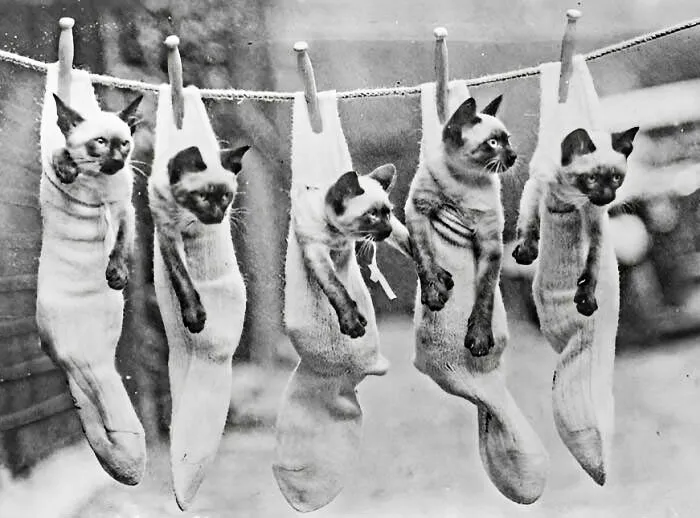 Siamese Cats In An Exhibition In England