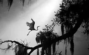 25 Of The Most Beautiful Black And White Images Taken By Photographers From All Over The World