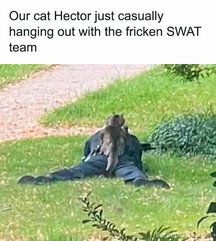 'Kitty Litterposting': 50 Funny Posts And Memes About Cats You May Wish You Could Tag Your Cat In (New Pics)