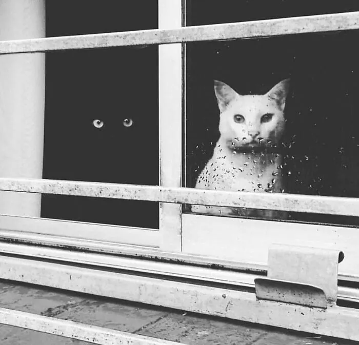50 Examples Of The Most Amusing And Touching Cat Photos As Shared On This Insta Page