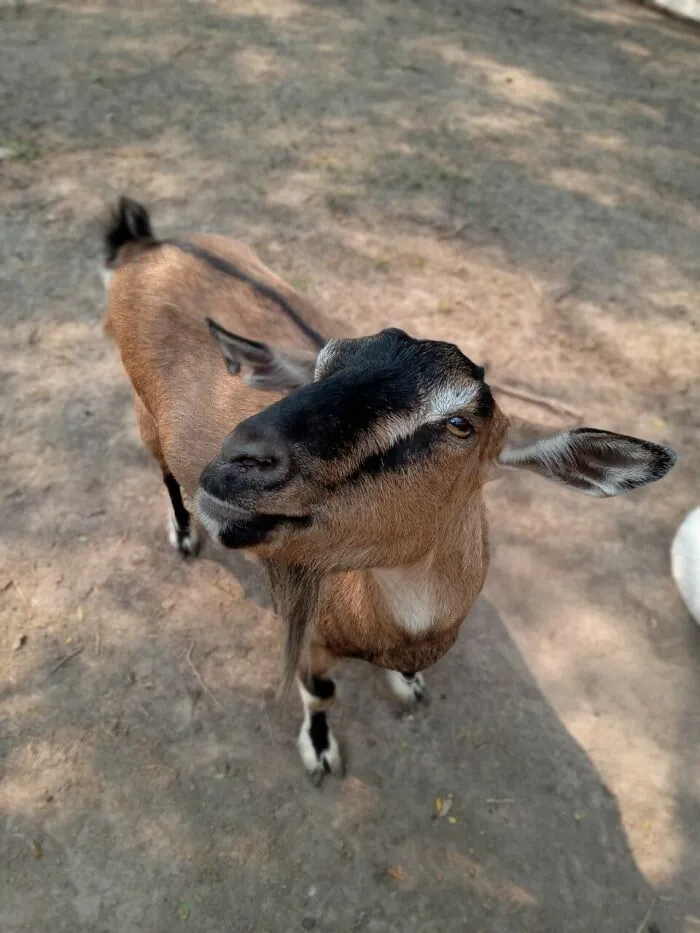 Rescue Goats And Sheep Living Their Best Life (37 Pics)