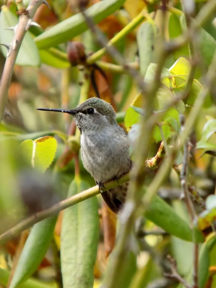 A Female Anna’s Hummingbird