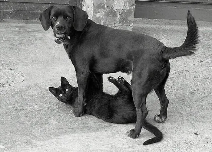 50 Examples Of The Most Amusing And Touching Cat Photos As Shared On This Insta Page