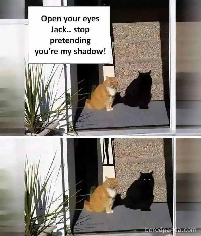 'Kitty Litterposting': 50 Funny Posts And Memes About Cats You May Wish You Could Tag Your Cat In (New Pics)