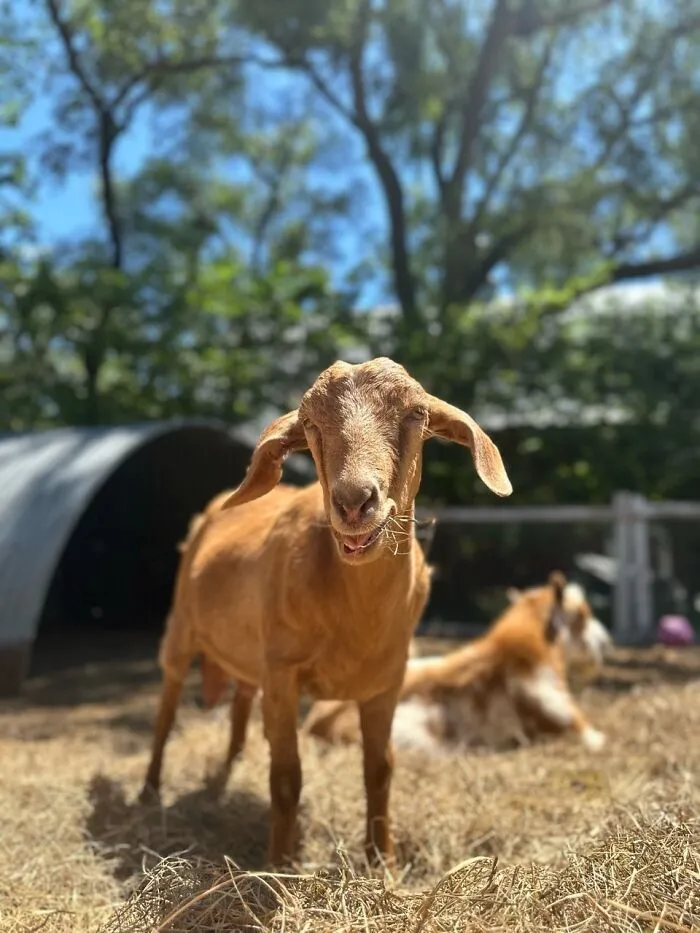Rescue Goats And Sheep Living Their Best Life (37 Pics)