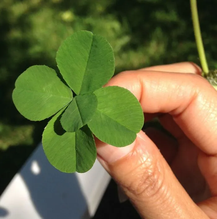Good Luck Everybody