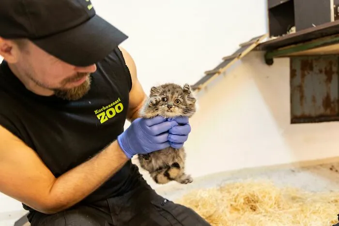 The Manul Cat Is The Most Expressive Cat In The World