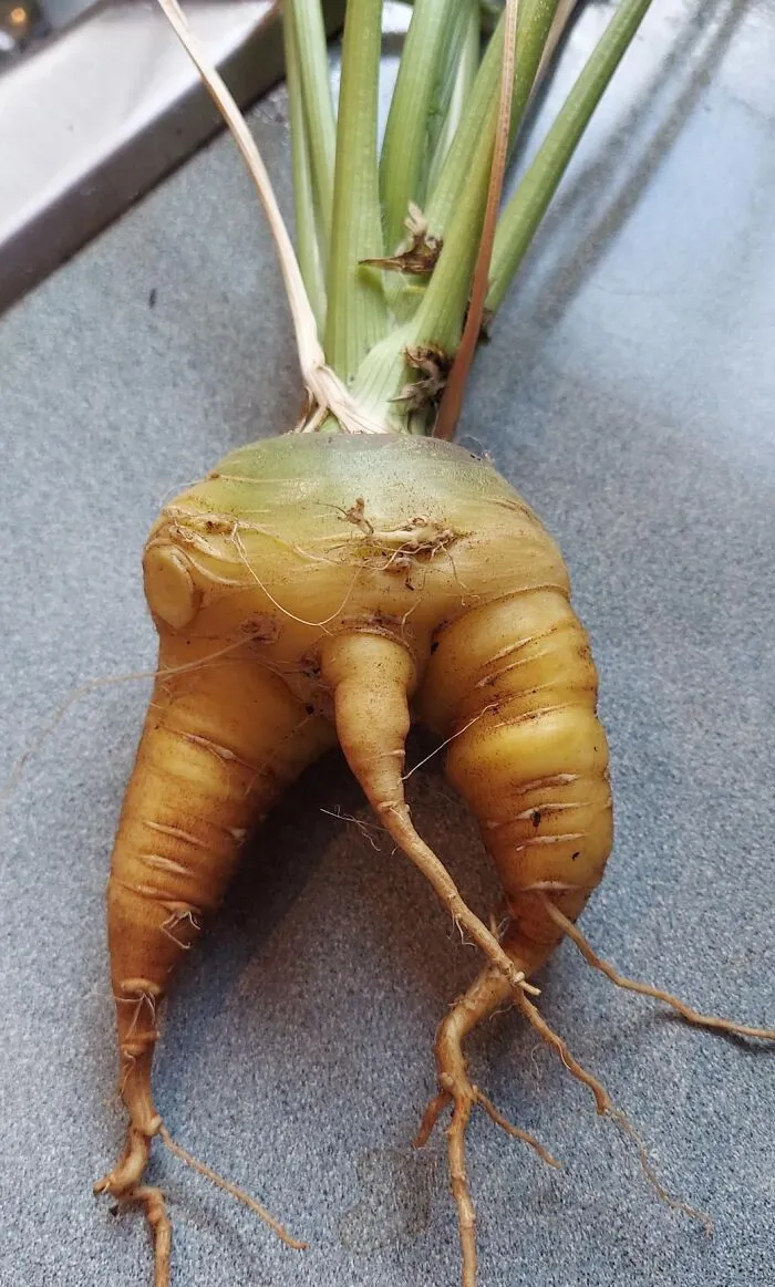 My Little Man Carrot