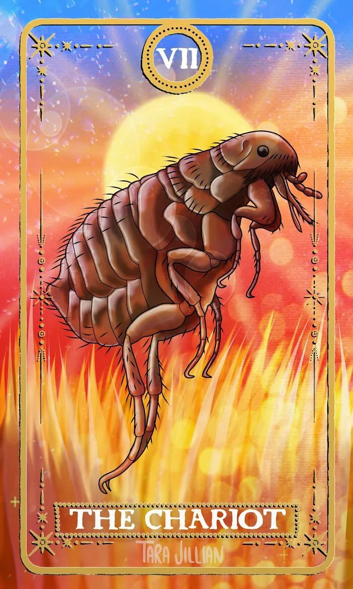 The Chariot / Flea
