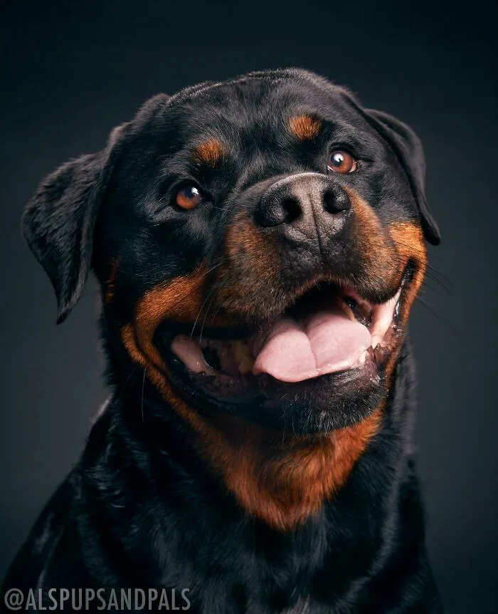 ITAP Of A Dog Named Louie