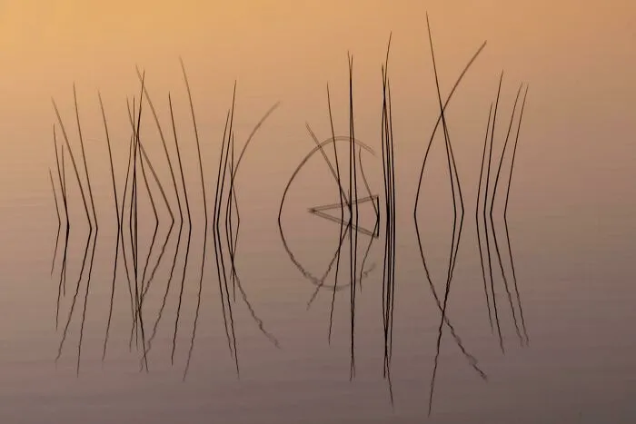 ITAP Of Some Reeds In Morning Light