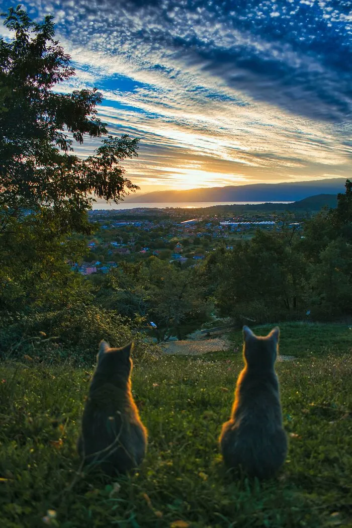 Mis gatos viendo el anochecer