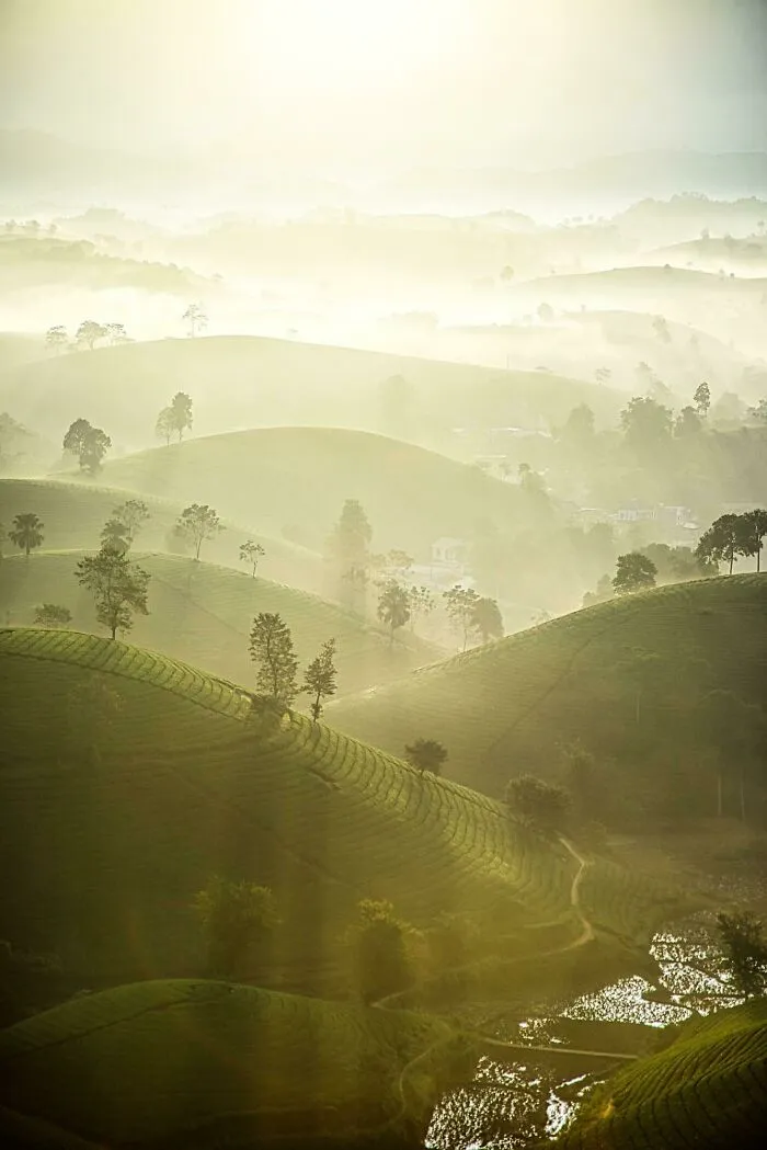 ITAP Of A Morning Foggy Tea Hill