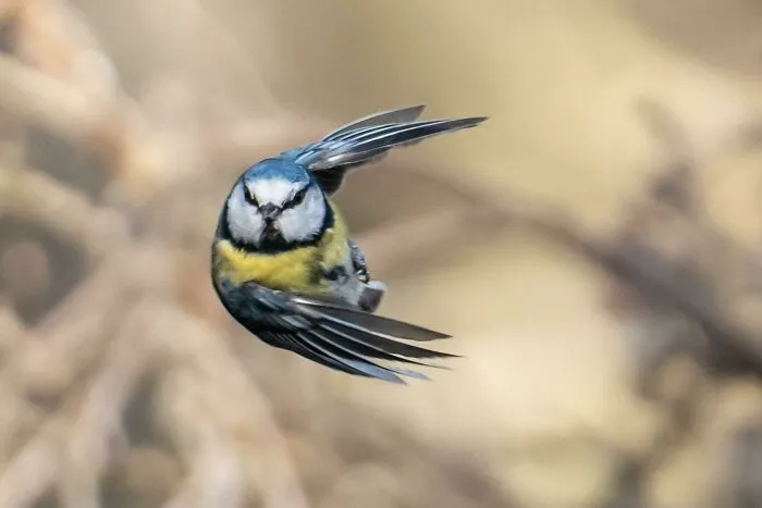 Herrerillo volando