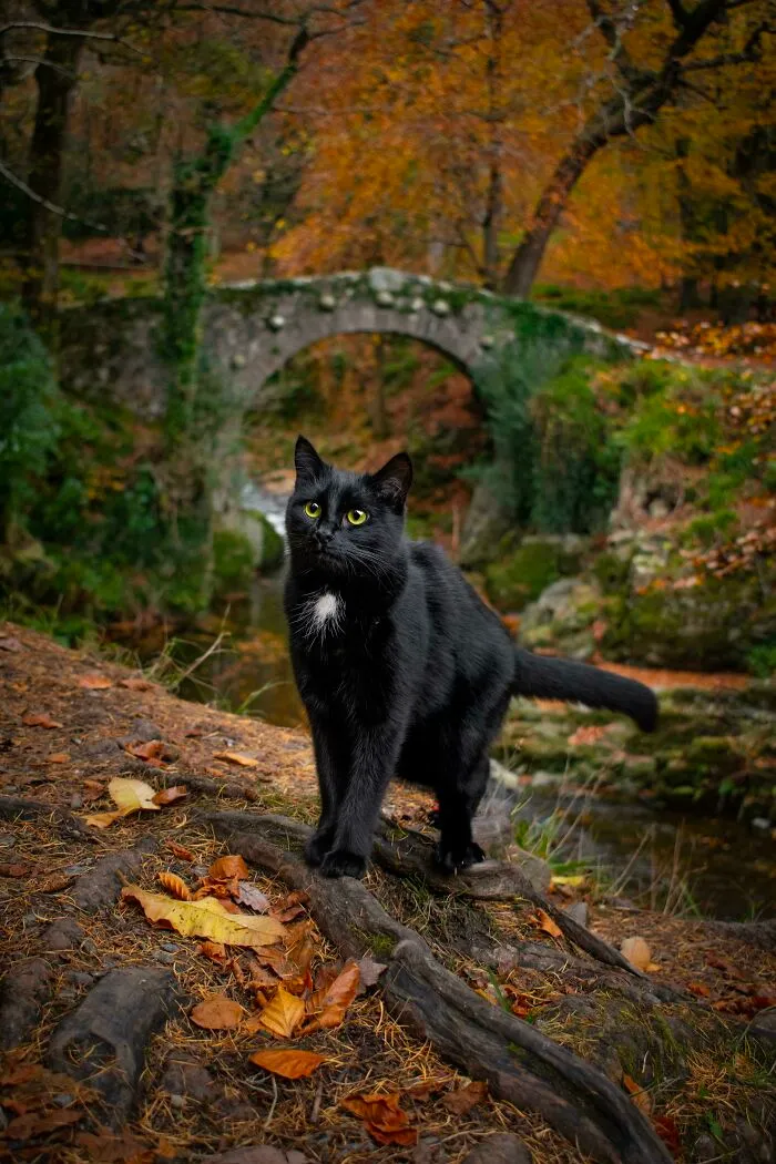 Mi gato en el bosque Tollymore