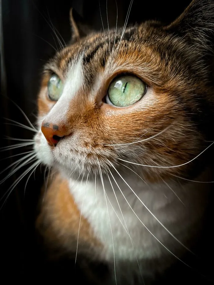 Mi gato
