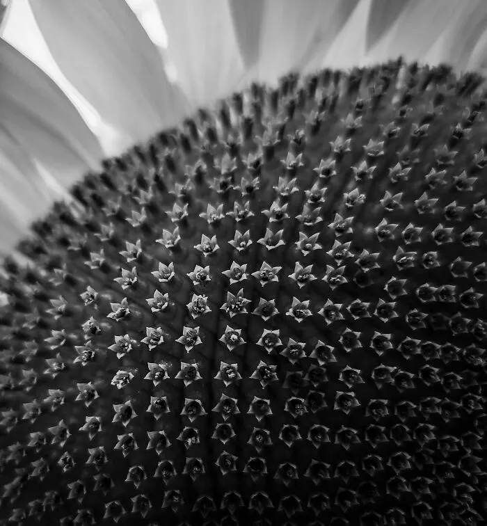 ITAP Of A Sunflower