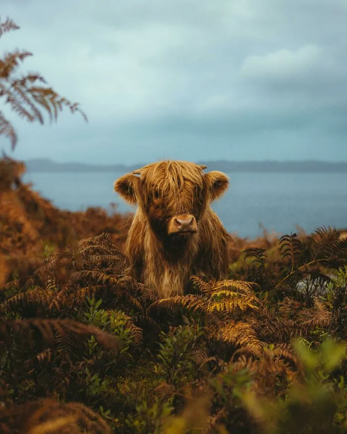 Ternerito de la raza Highland
