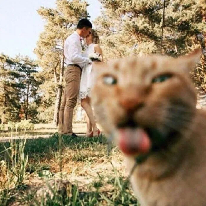 50 Examples Of The Most Amusing And Touching Cat Photos As Shared On This Insta Page