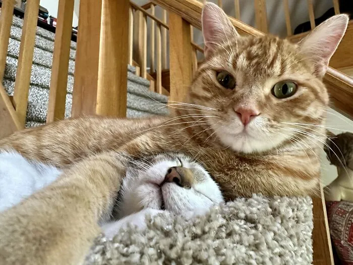 When The New Kitten Gets Accepted Into The Family