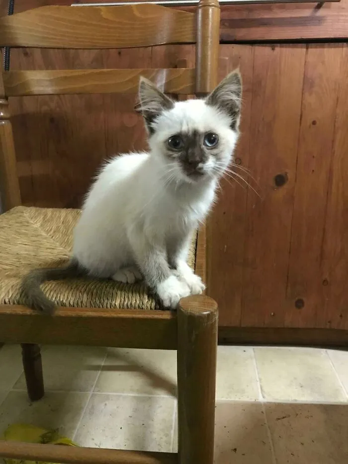 She Was Abandoned Next To My House... Guess I Have A Cat Now