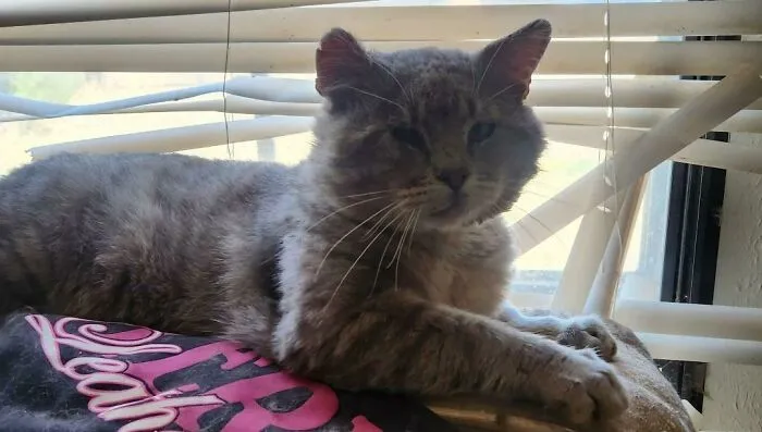 This Old Man Of A Stray Has Adopted Me