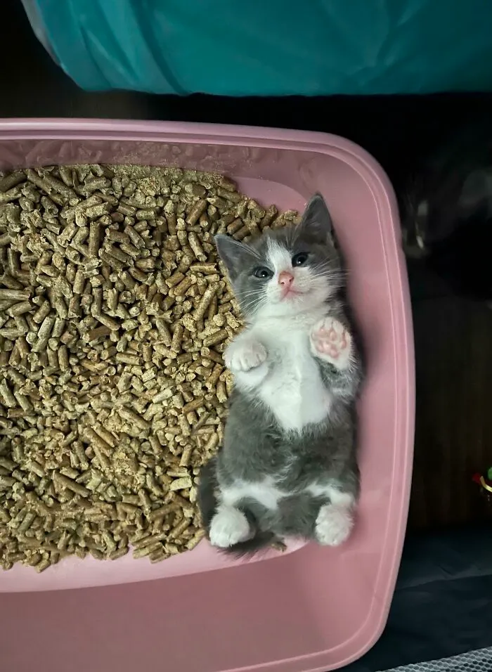 He Thought This Was His Bed 