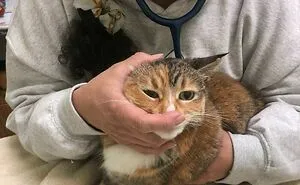 This Twitter Page Is Home To ‘Unexplainable’ Cat Behaviors, And Here Are 50 Of The Most Unhinged