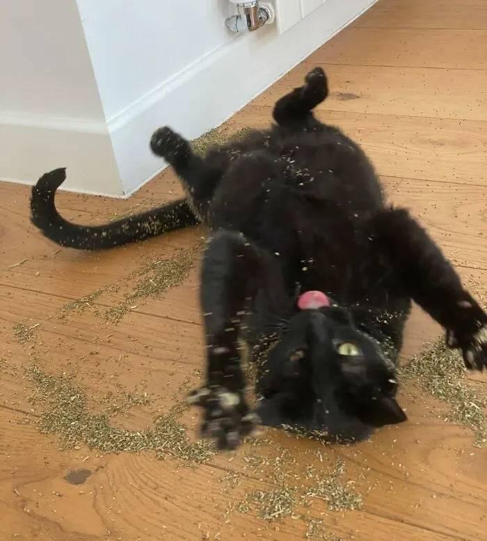 Don’t Drop The Catnip