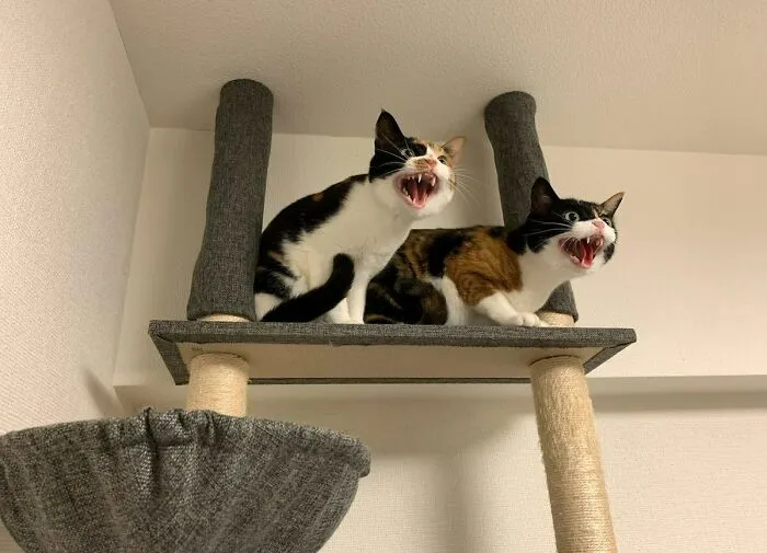 The Committee Against Vaccuum Cleaners