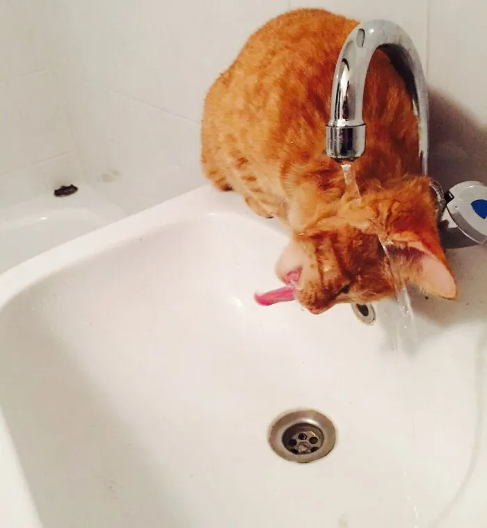My Cat Is An Idiot But Adorable One