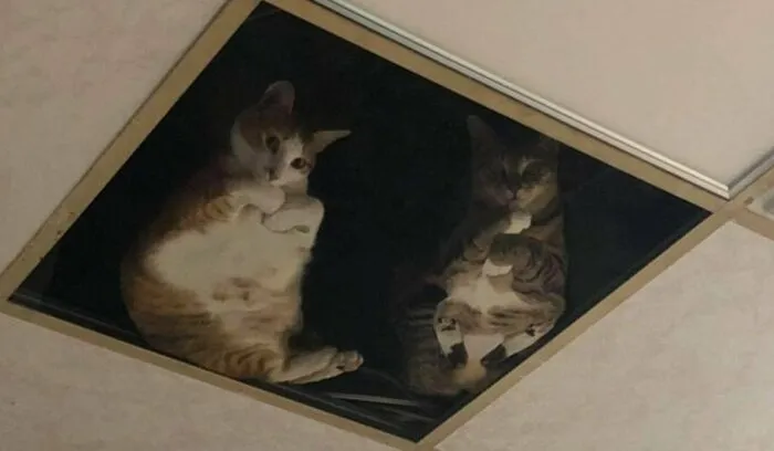 A Shop Owner Modified His Attic To Accommodate His Cats. Now He Is Under Constant Observation