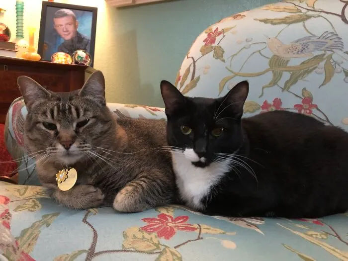 While, Strictly Speaking, Not An Entirely Black Cat, Here’s My Pizzazz And Her Tabby “Sister”, Claudia.  They’re My Greatest Joys