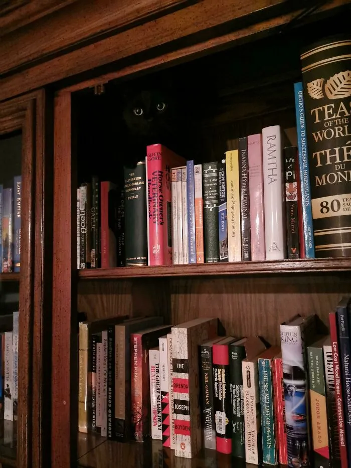 The Void Has Such A Good Camouflage. So Many Potential Pounce Places