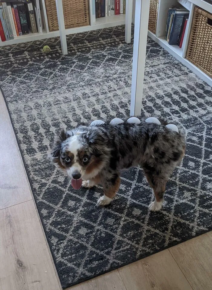 There Was A Heatwave, So I Tried To Cool Her Down With Ice Cubes. Turned Her Into A Dino Instead